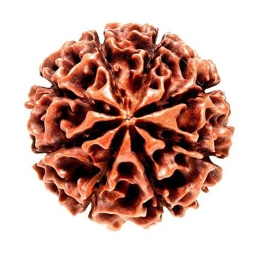 1 मुखी (1 Mukhi):